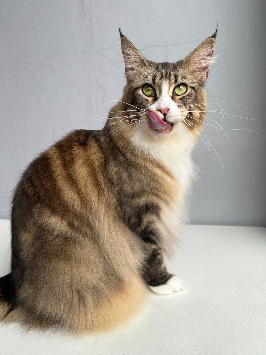 Pingpinggrooming gallery 4