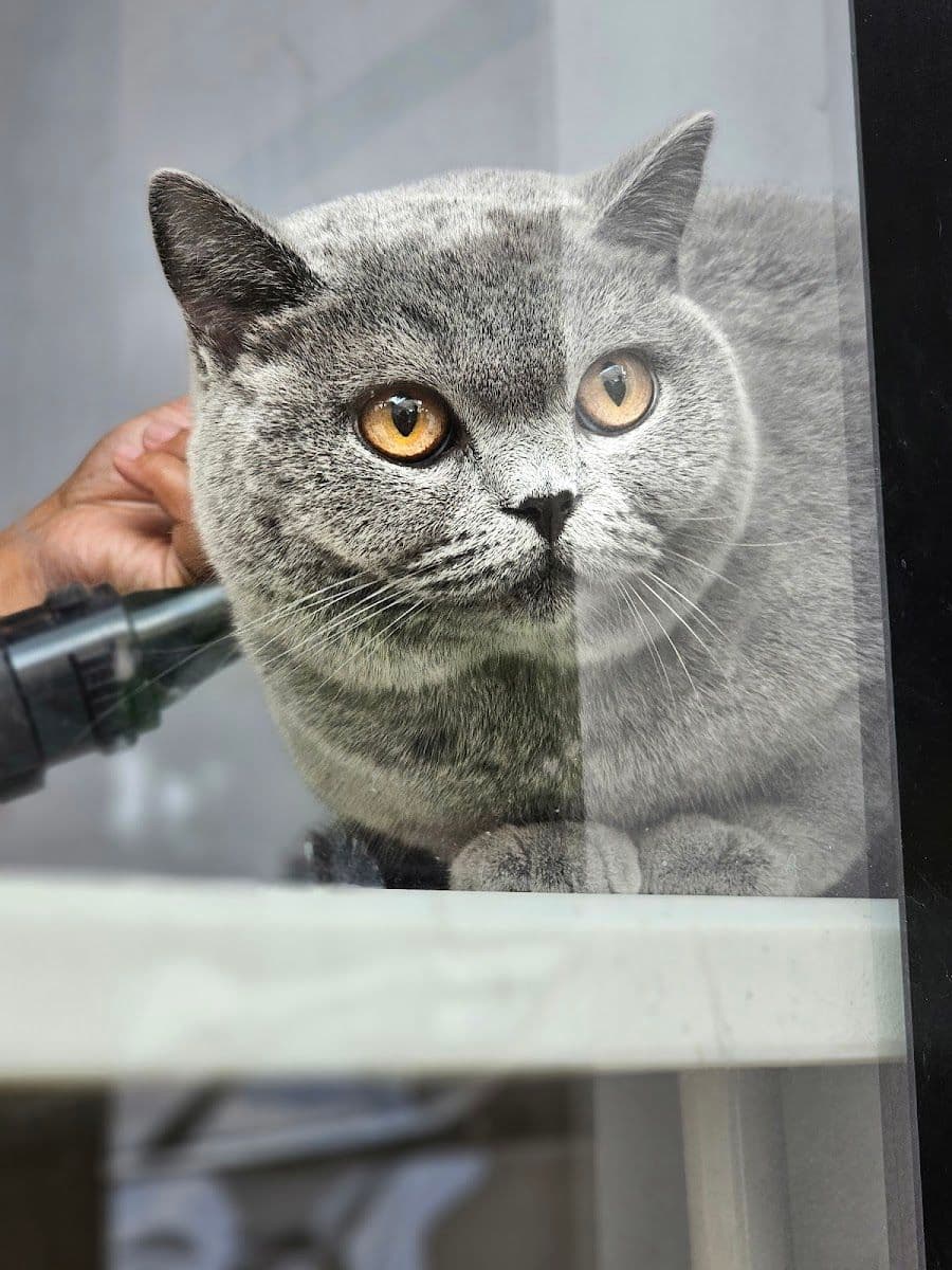 Pingpinggrooming gallery 8