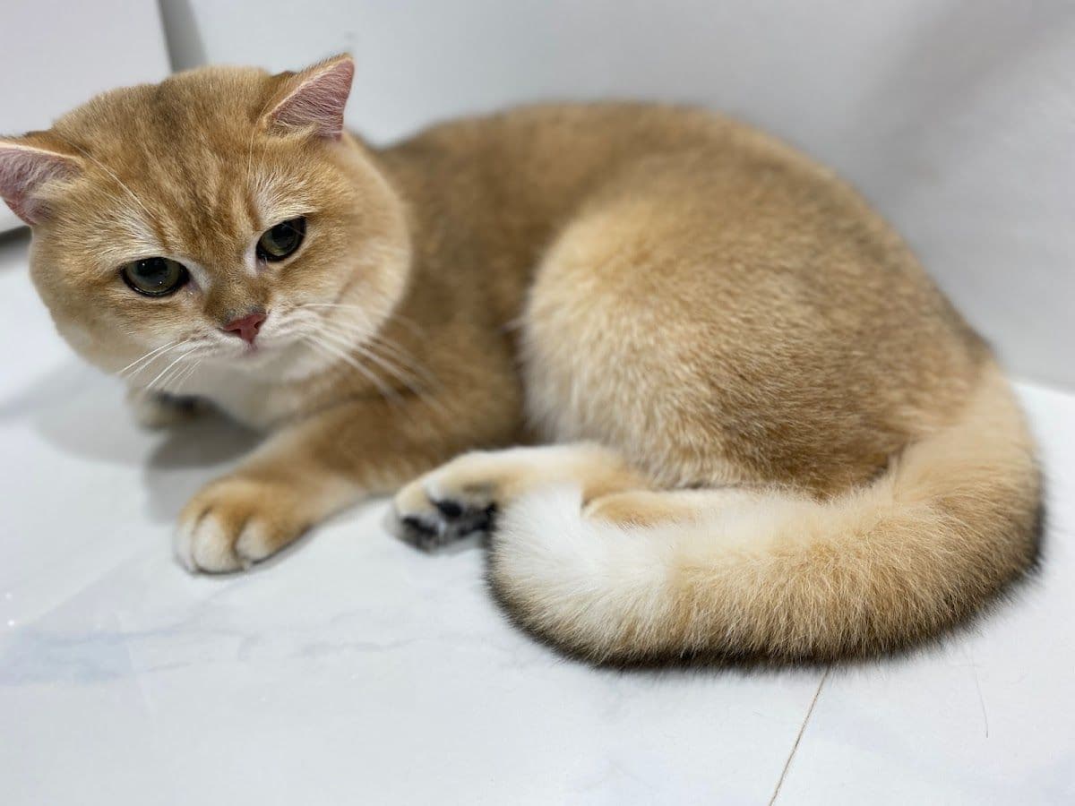 Pingpinggrooming gallery 5
