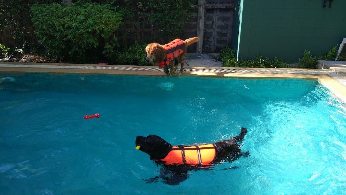 iTube dog swimming pool gallery 4