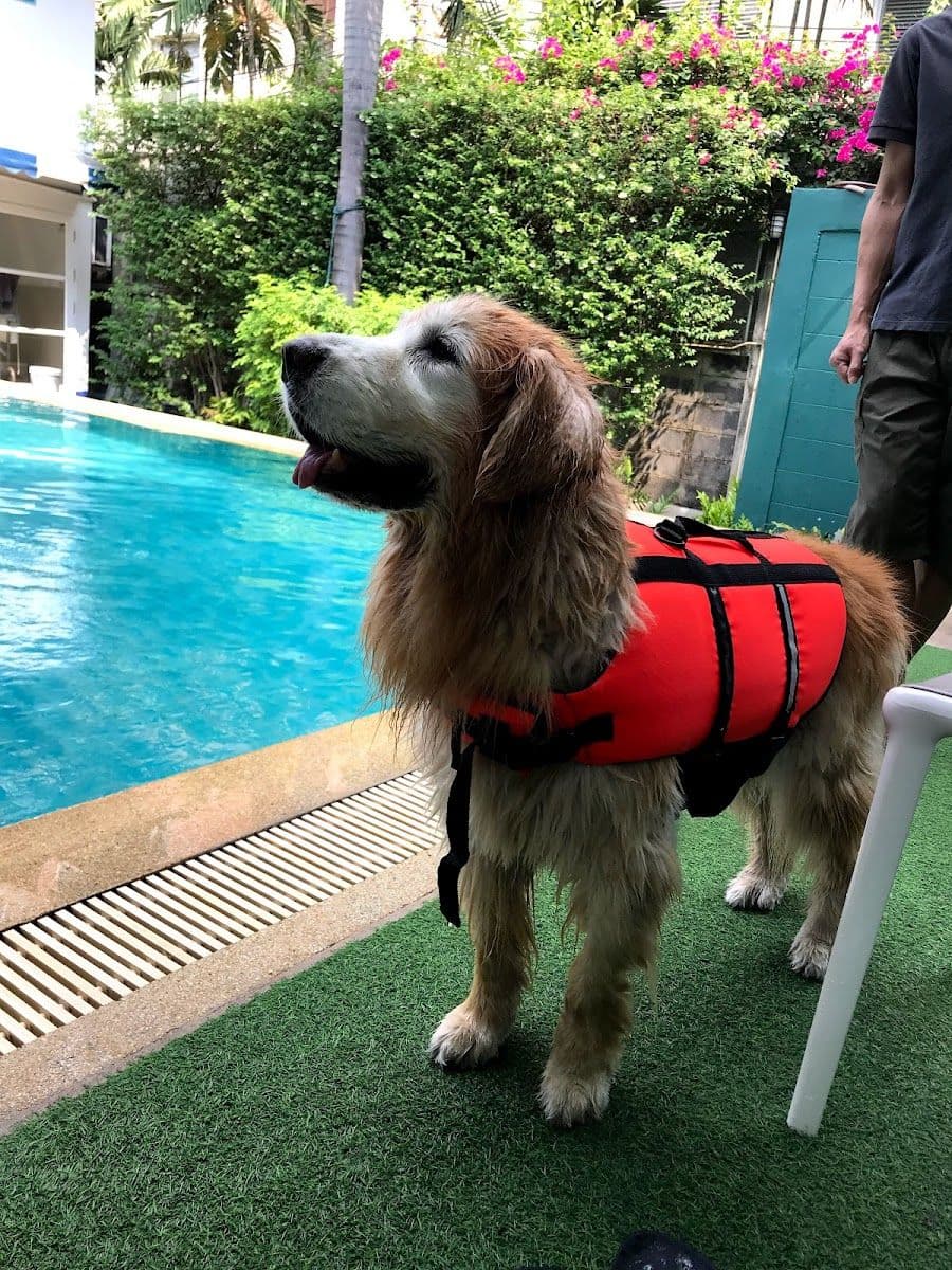 iTube dog swimming pool gallery 7
