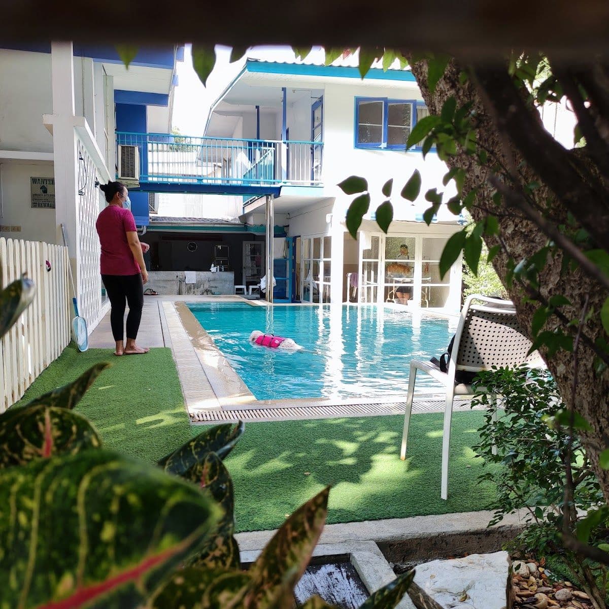 iTube dog swimming pool gallery 5