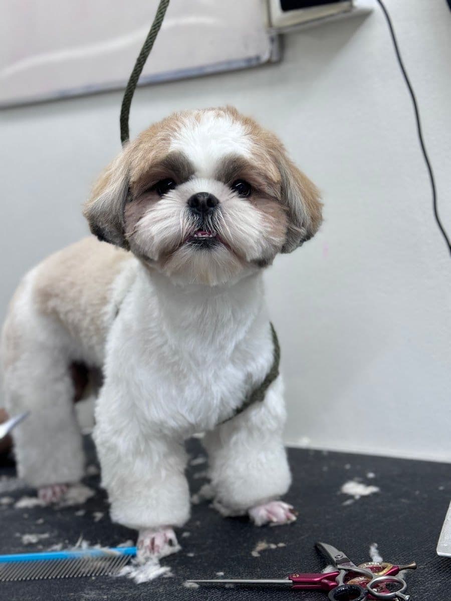 The Pets Zoo Silom gallery 5