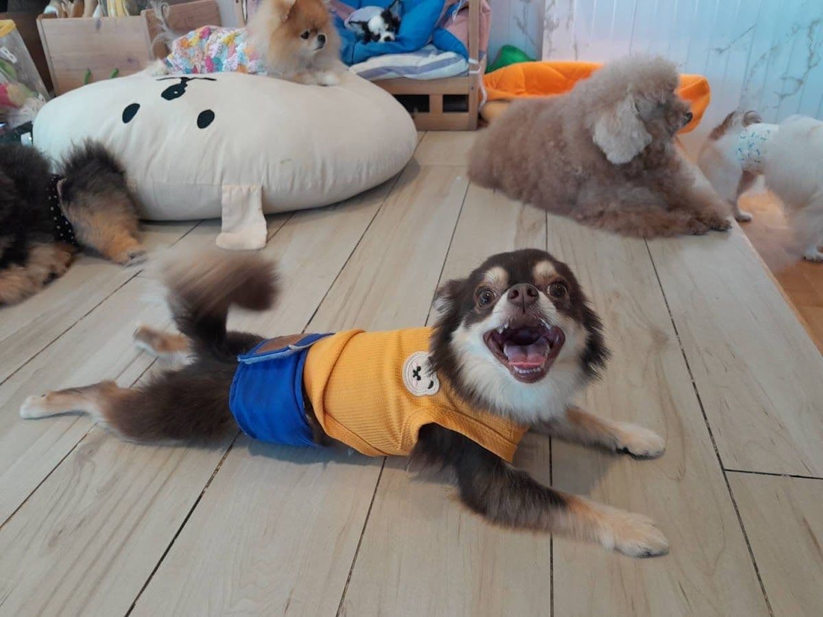 Little Dog Club gallery 6