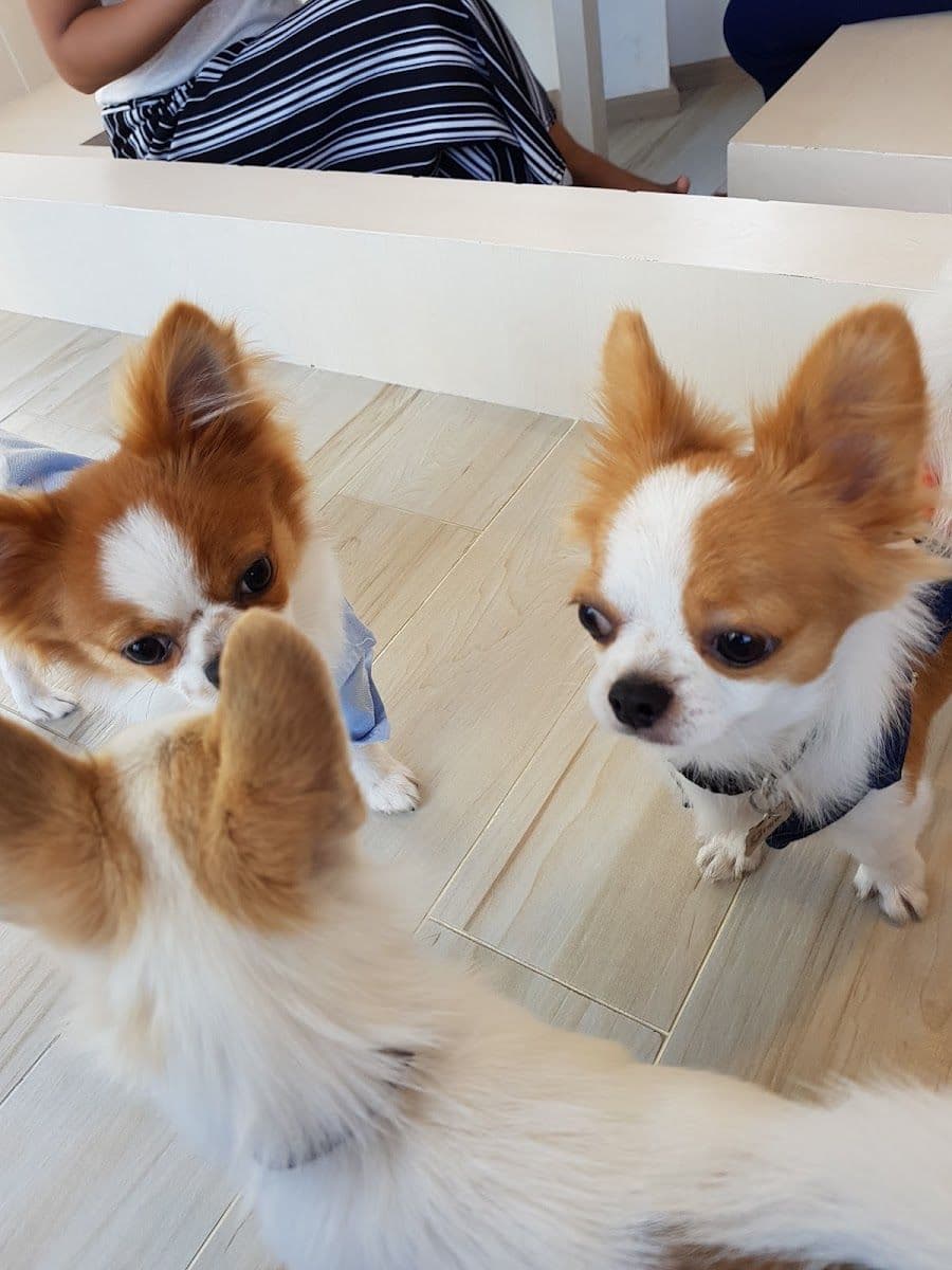 Little Dog Club gallery 4