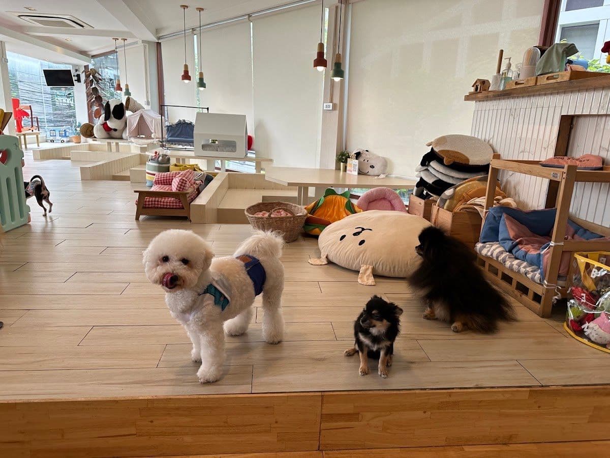 Little Dog Club image 3