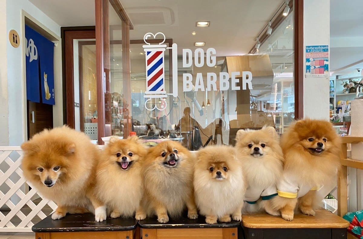 Little Dog Club