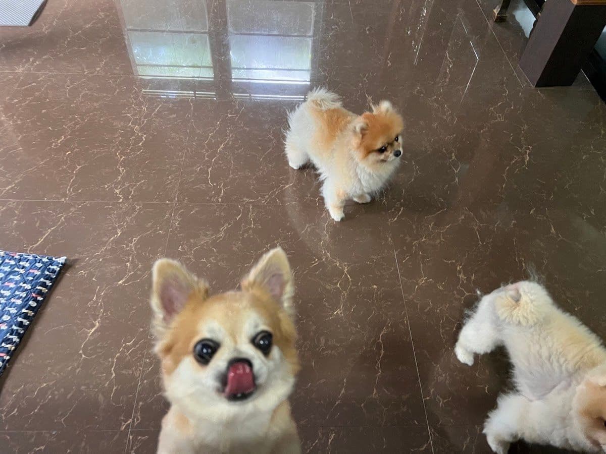 Back Home Dog Service gallery 4