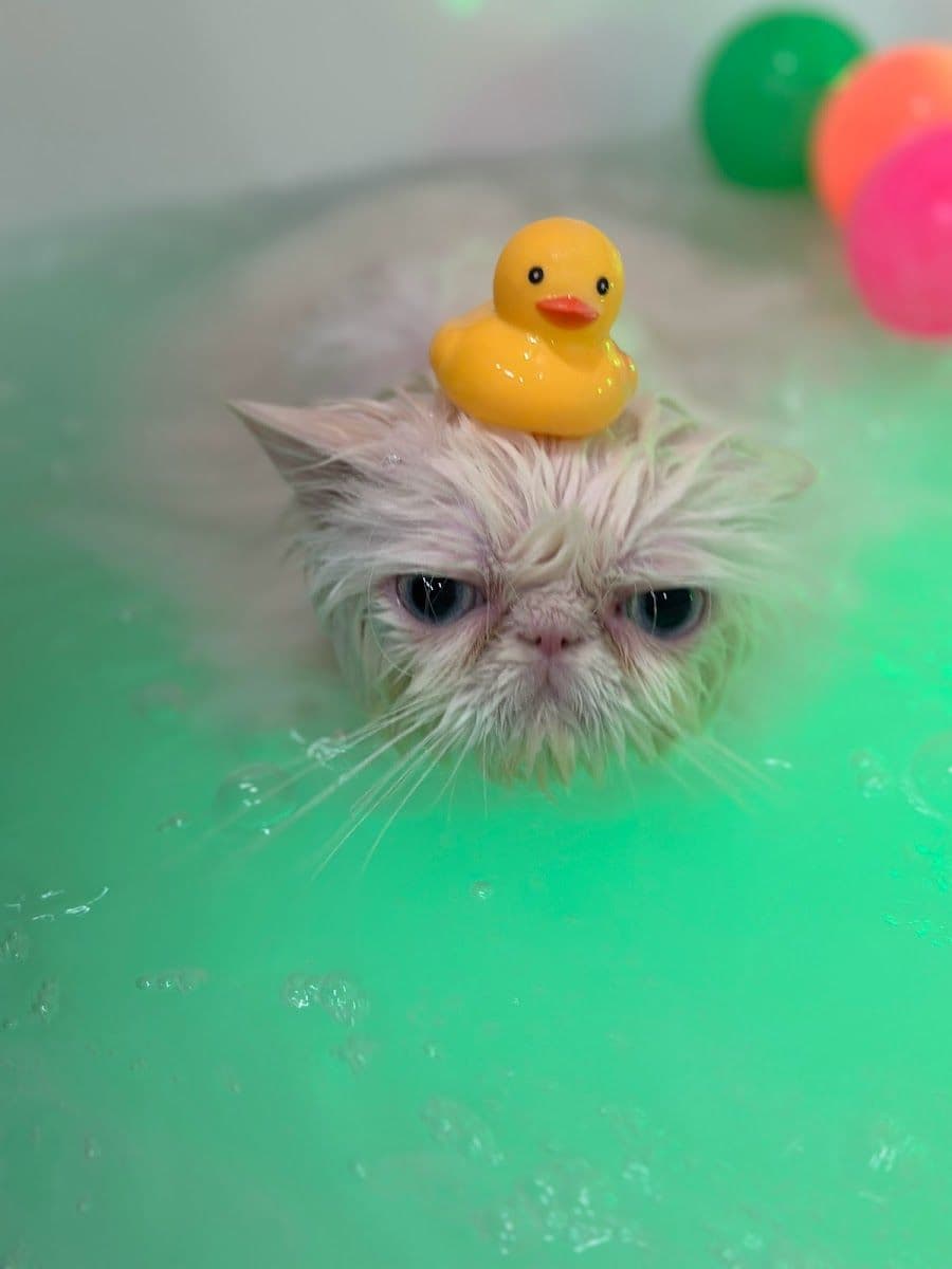 Pet Relax gallery 6