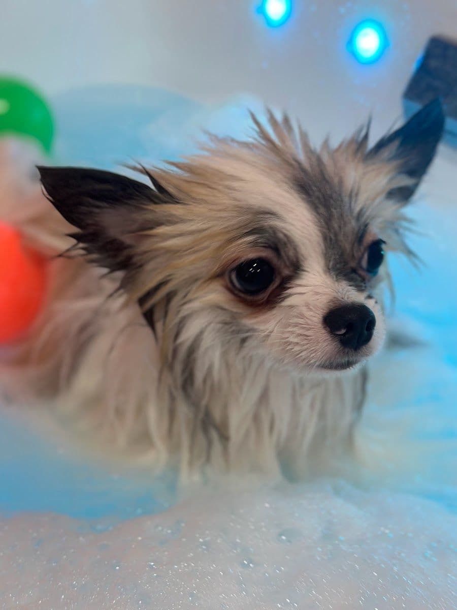 Pet Relax gallery 8