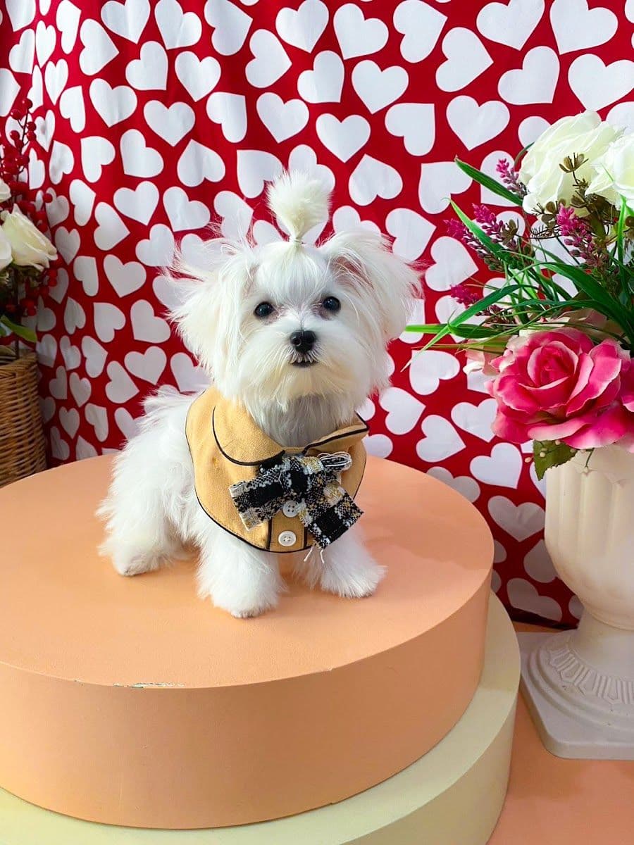 Pet Relax gallery 4