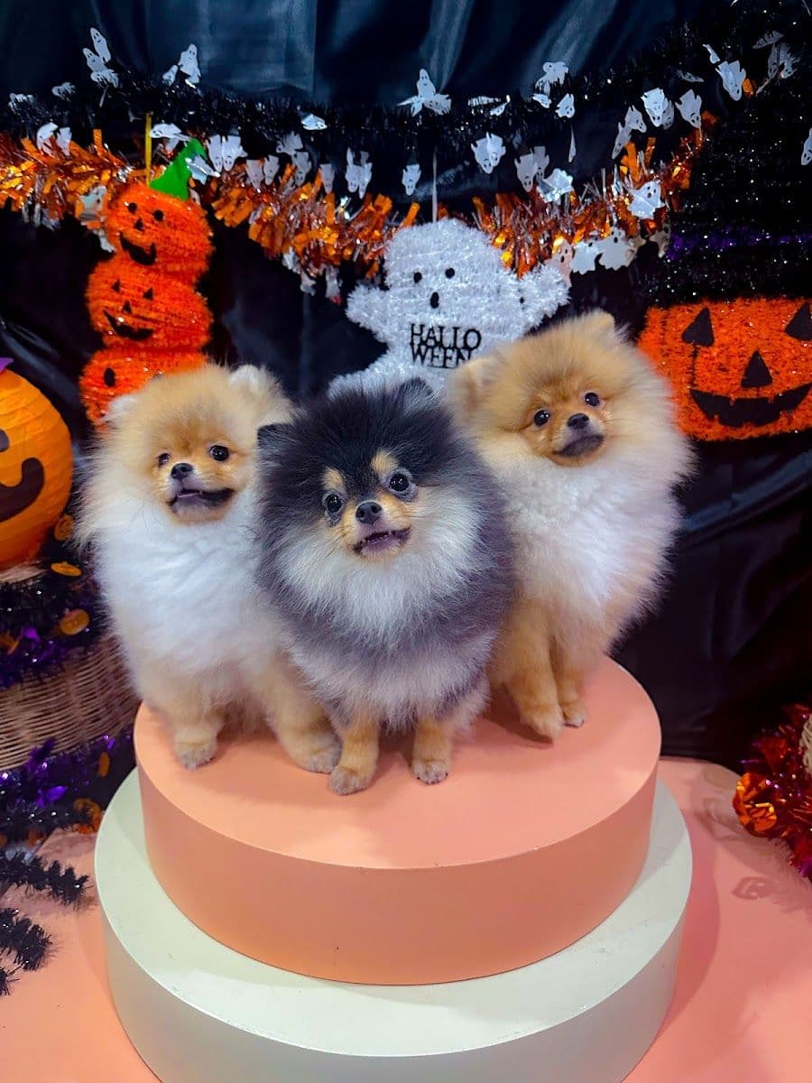 Pet Relax gallery 7
