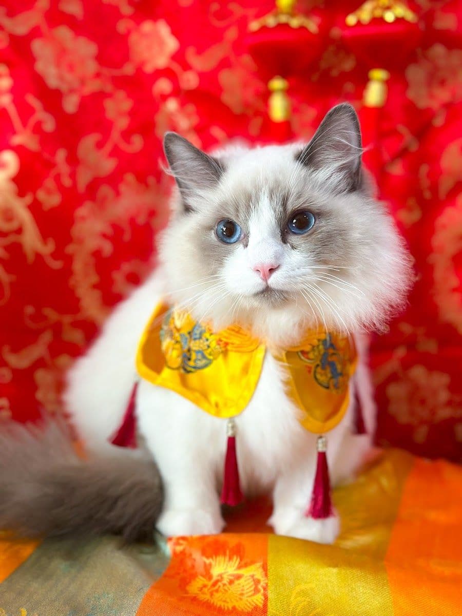 Pet Relax image 3