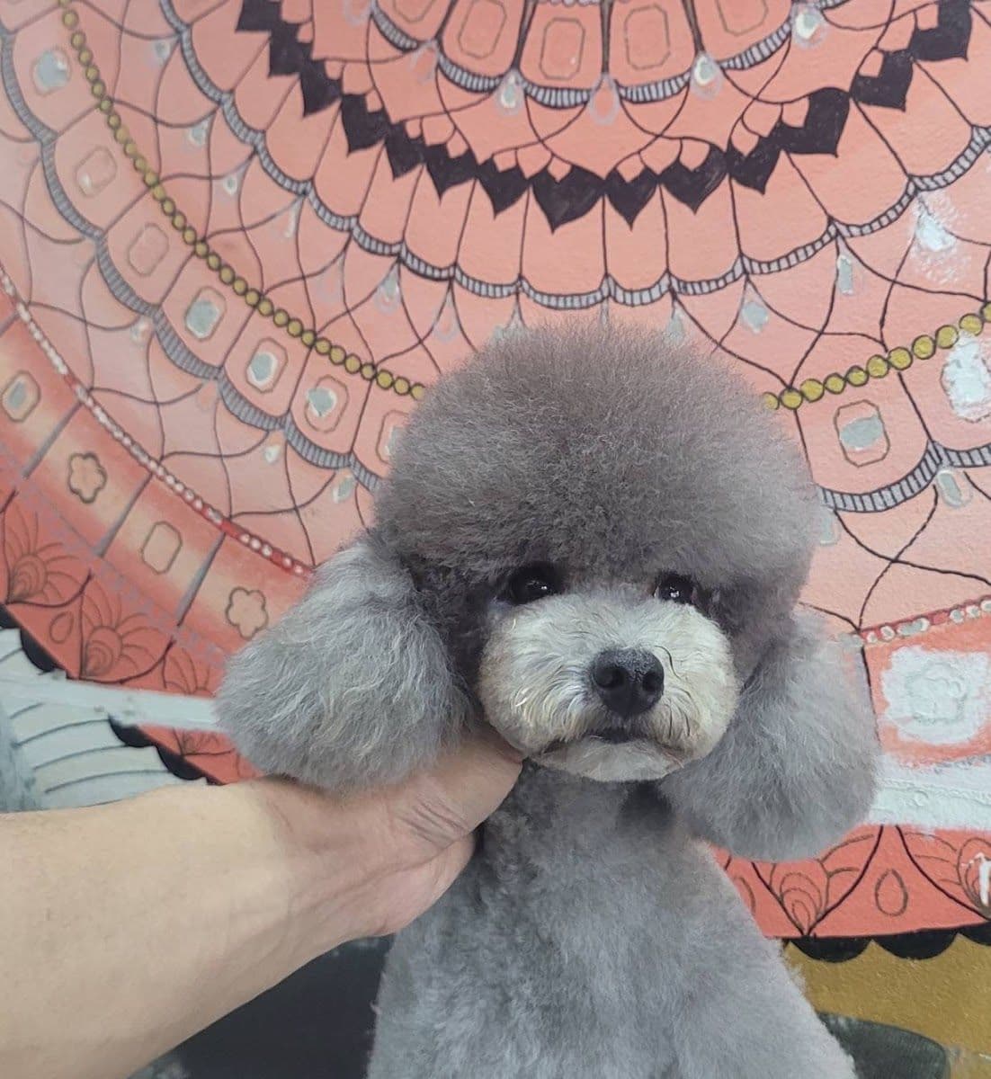 Love Love Dog Grooming  78 gallery 6