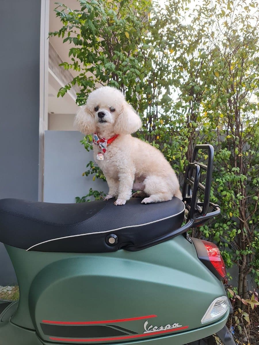 Love Love Dog Grooming  78 image 3