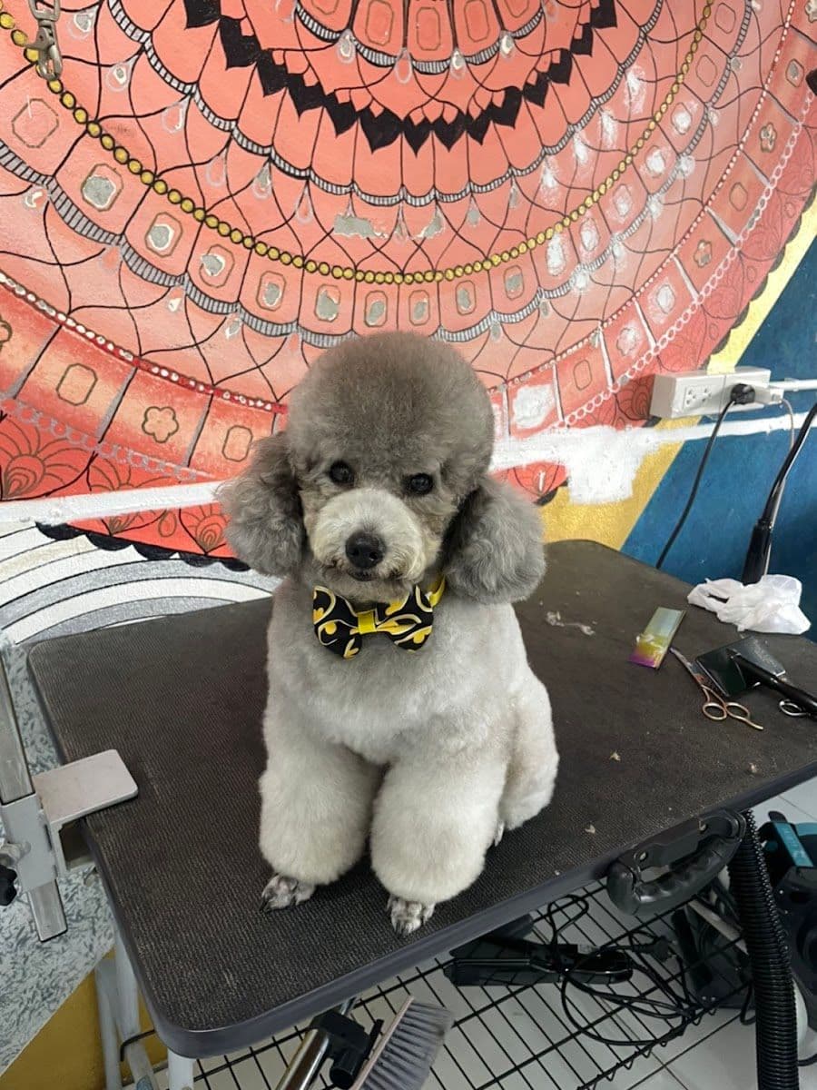 Love Love Dog Grooming  78 gallery 4