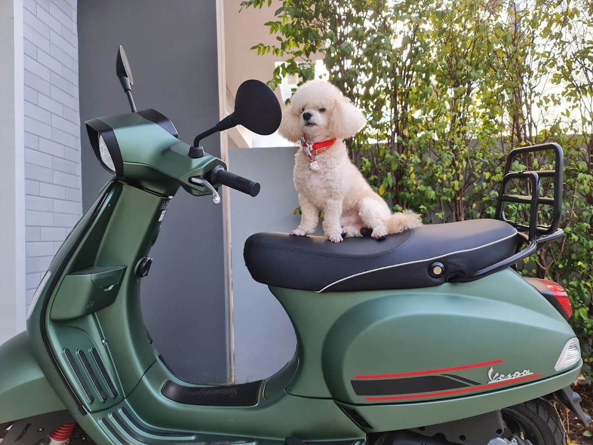 Love Love Dog Grooming  78 gallery 5
