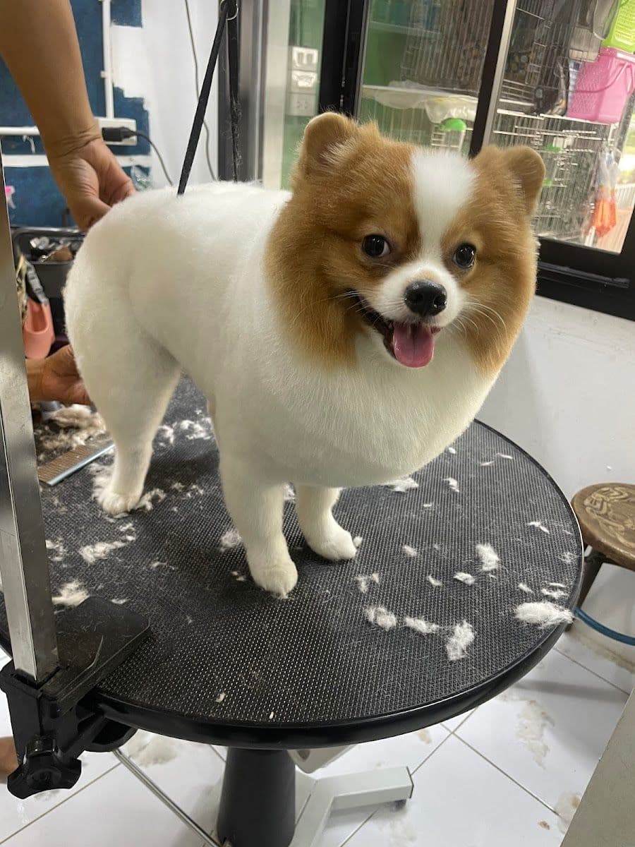Love Love Dog Grooming  78