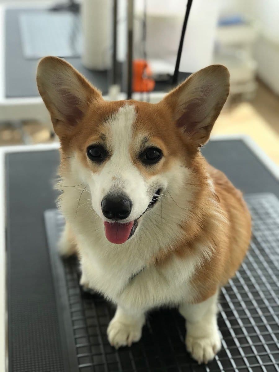 Woof gallery 9