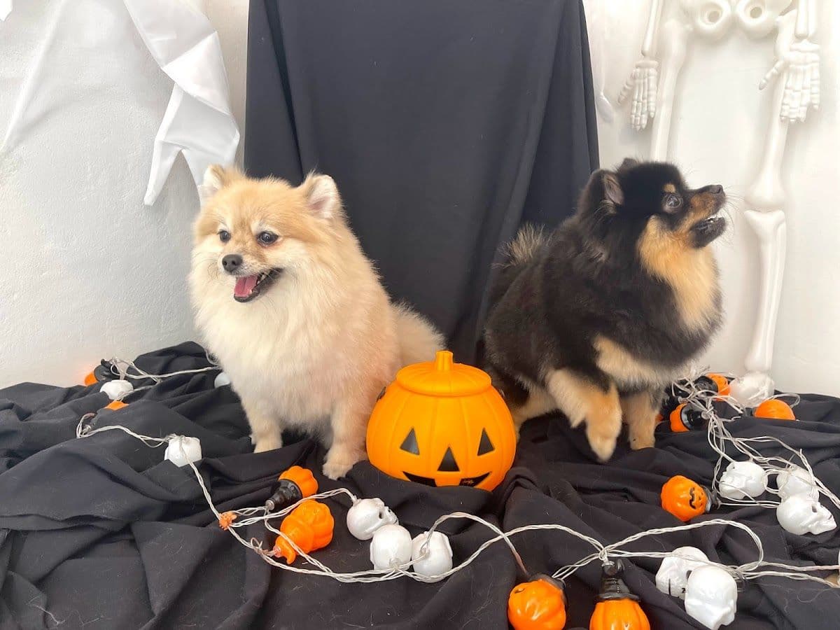 Woof gallery 8