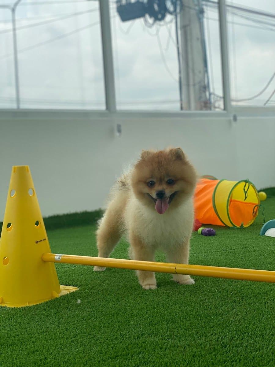 Woof gallery 6