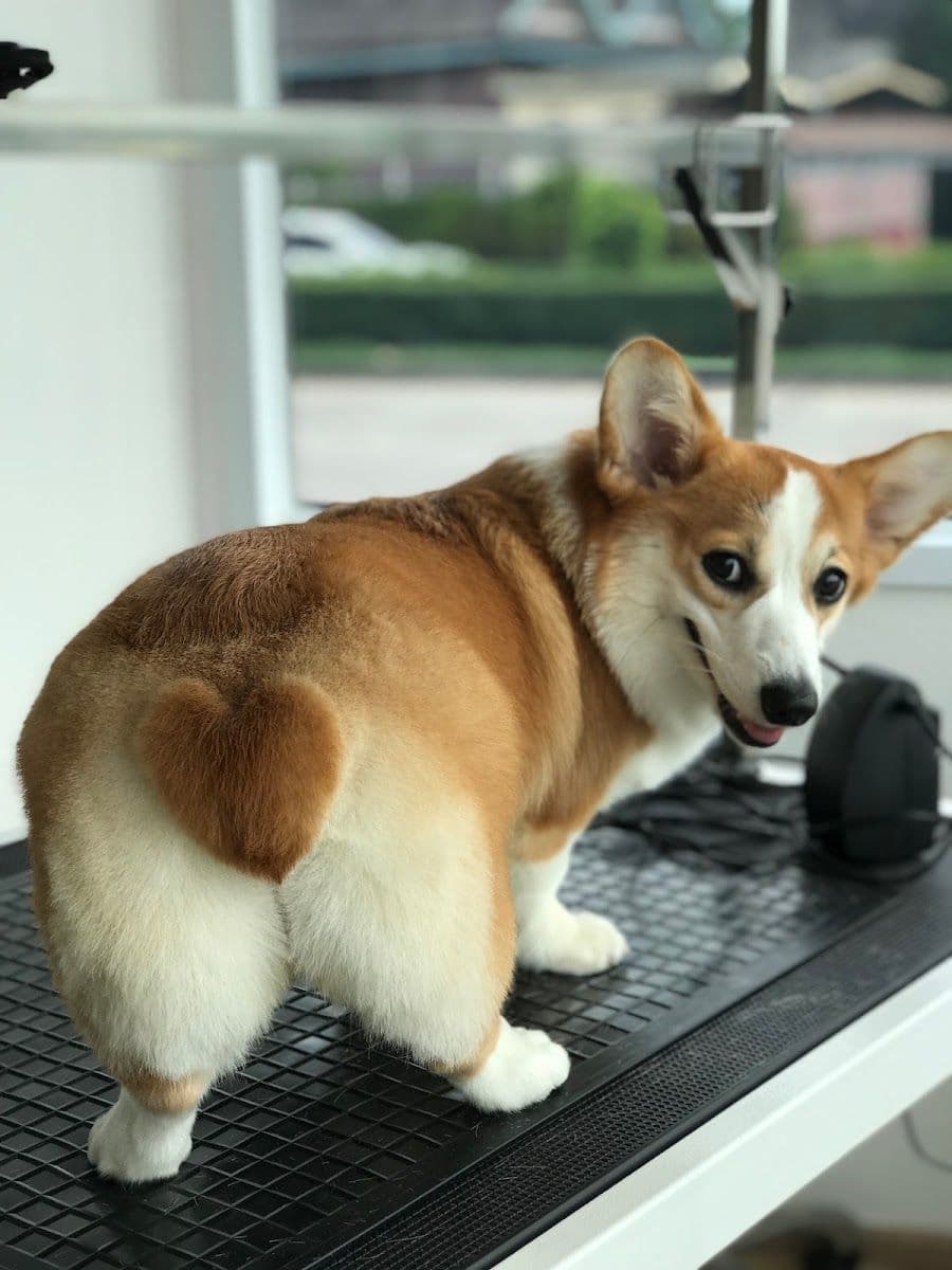 Woof gallery 5
