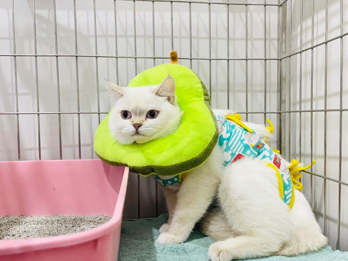 Atrium Latkrabang-Onnut Vet Care gallery 5