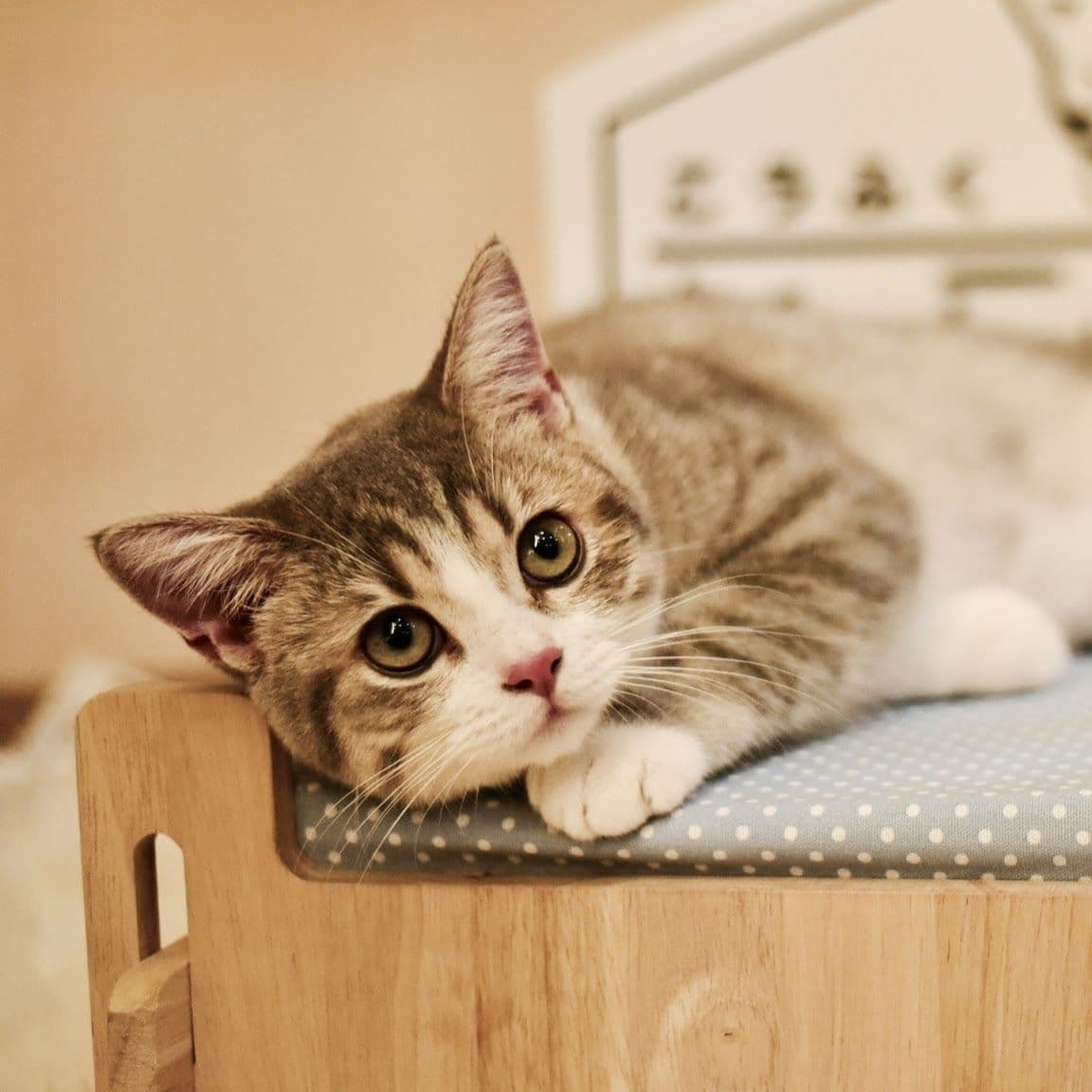 Kofuku Cat Hotel
