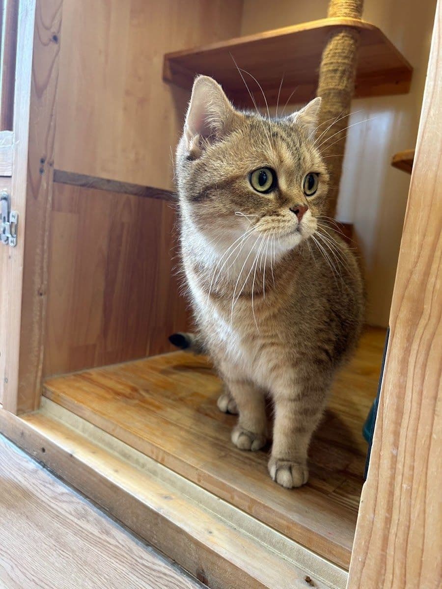 Kofuku Cat Hotel image 2