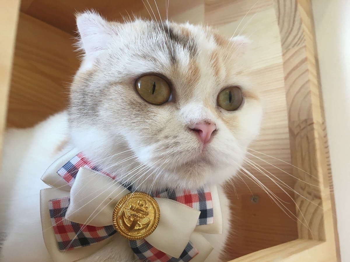 Kofuku Cat Hotel gallery 4