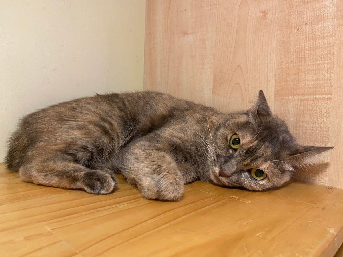 Kofuku Cat Hotel gallery 5