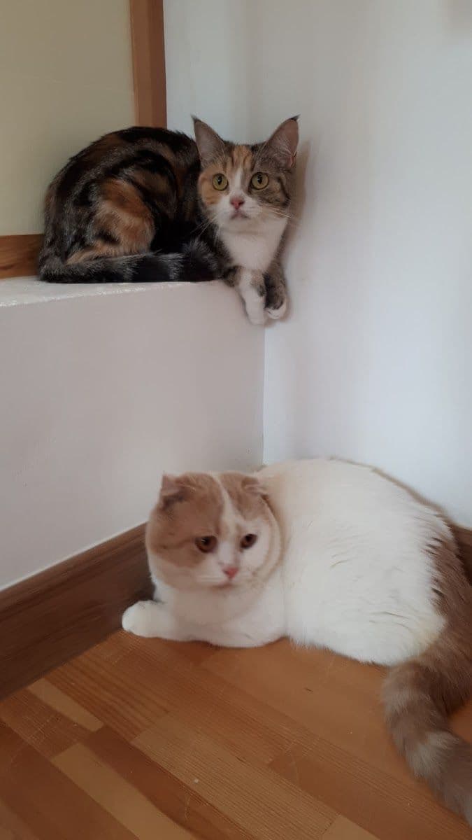 Kofuku Cat Hotel gallery 6