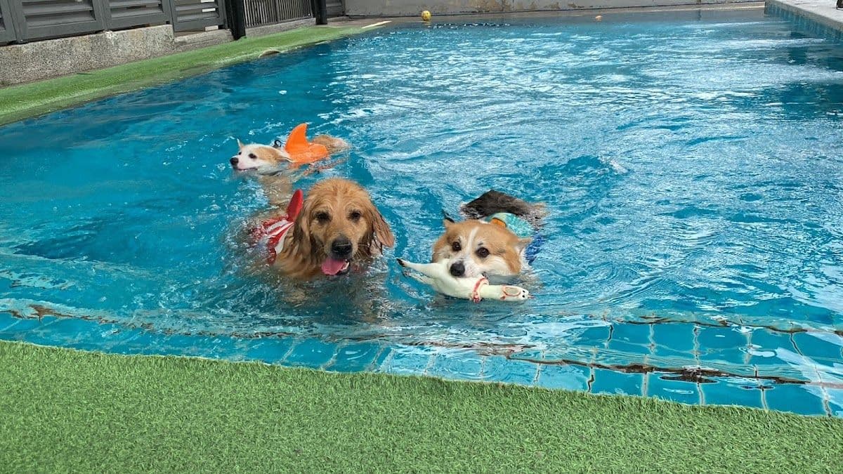 Dogdays