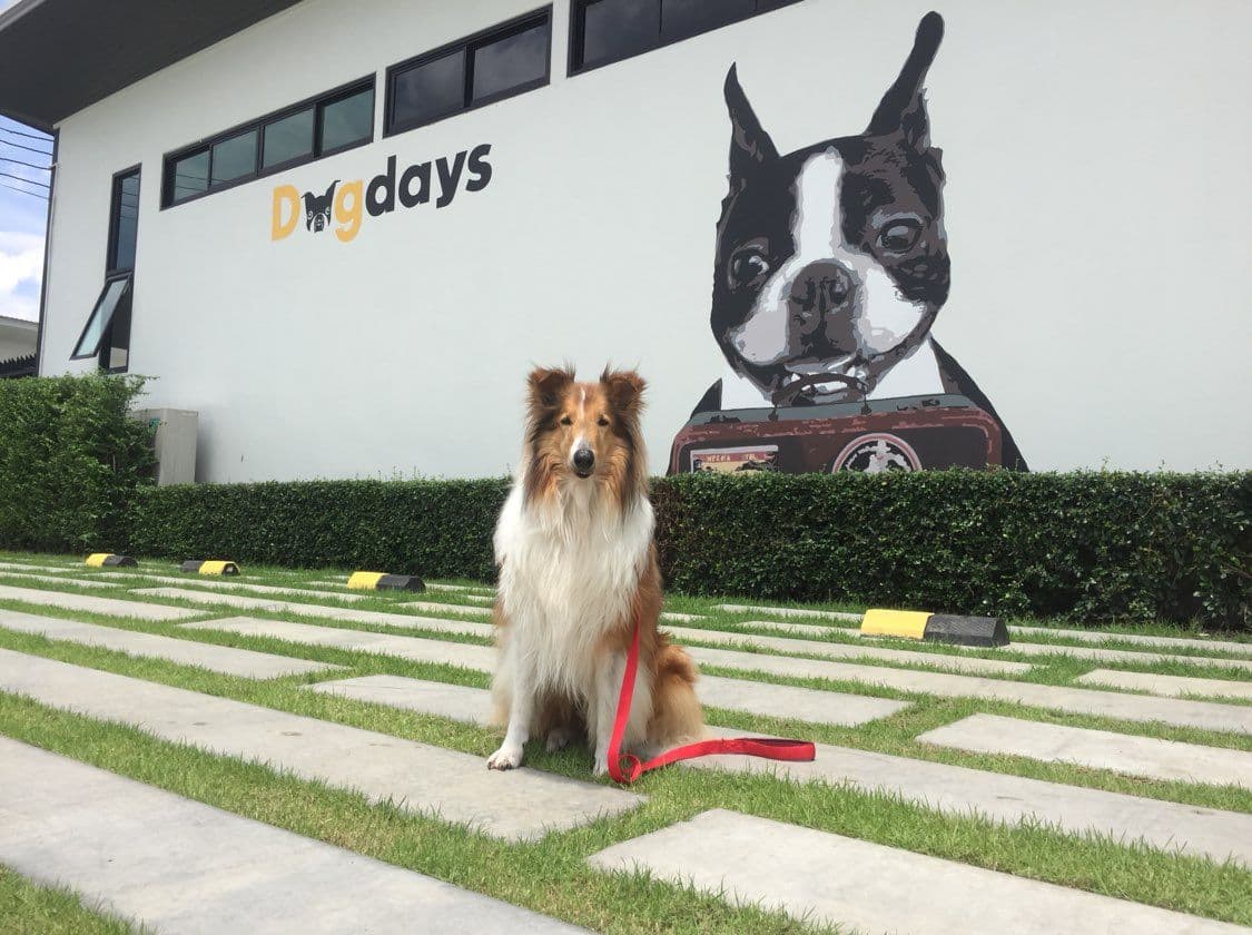 Dogdays gallery 7