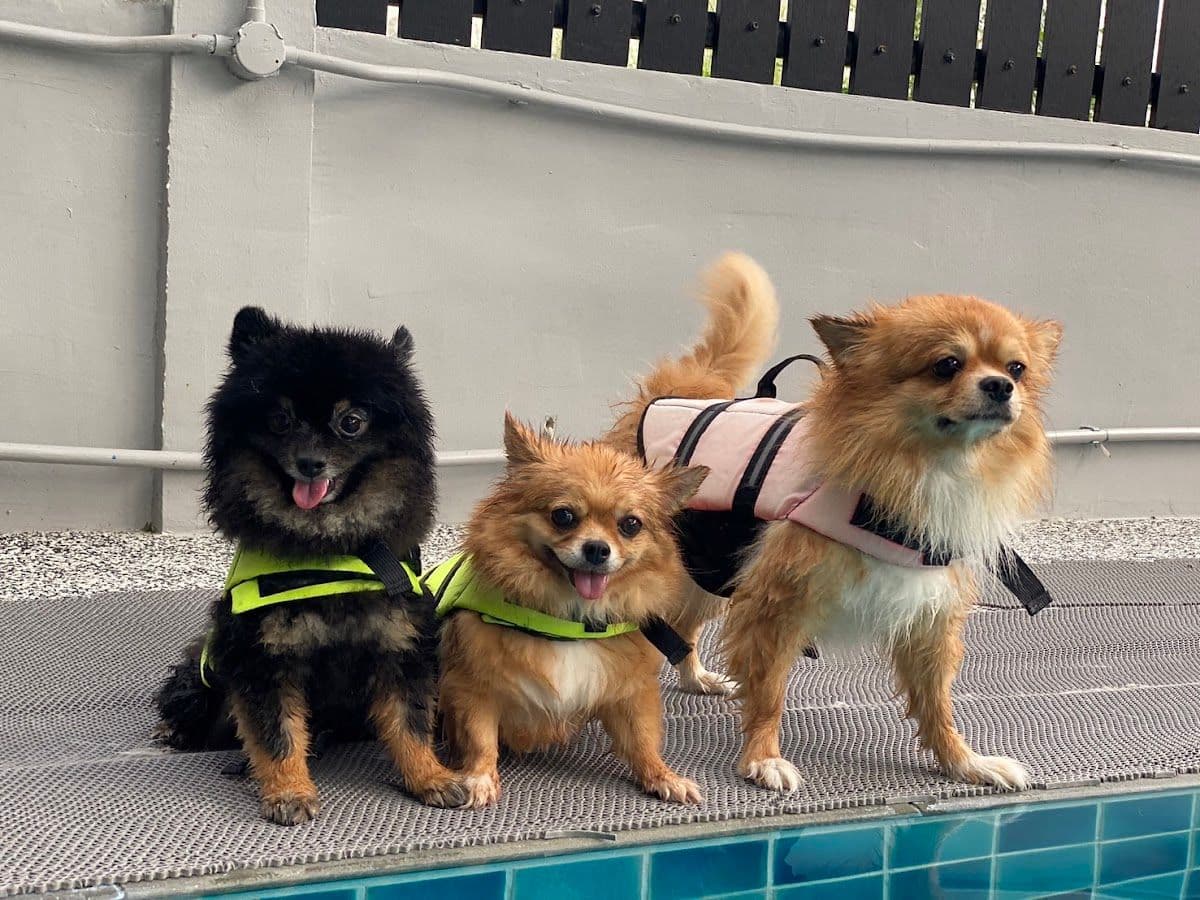 Dogdays image 2