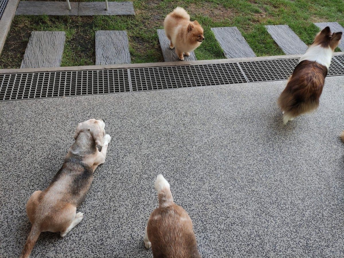 Dogdays gallery 8