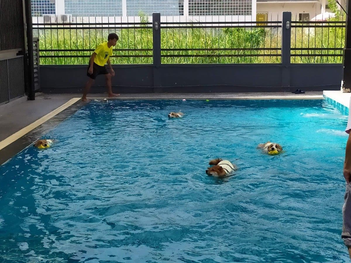 Dogdays image 3