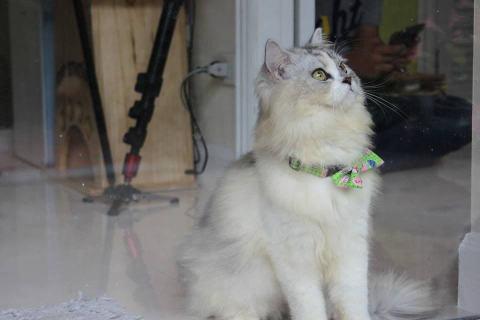 Cat Station gallery 6