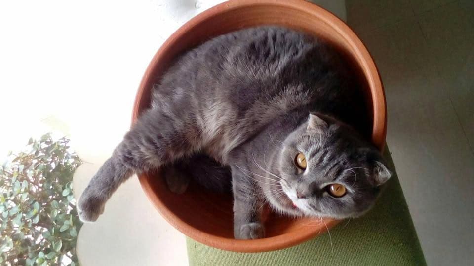 Cat Station