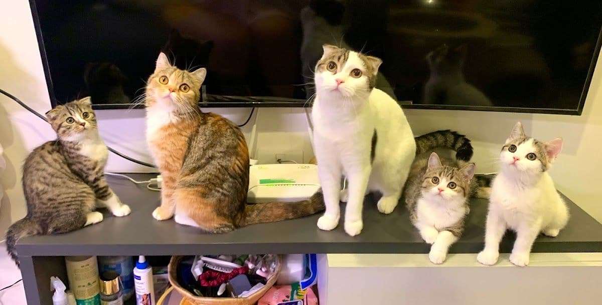 Cat Station gallery 7