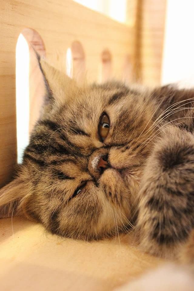 Cat Station gallery 5