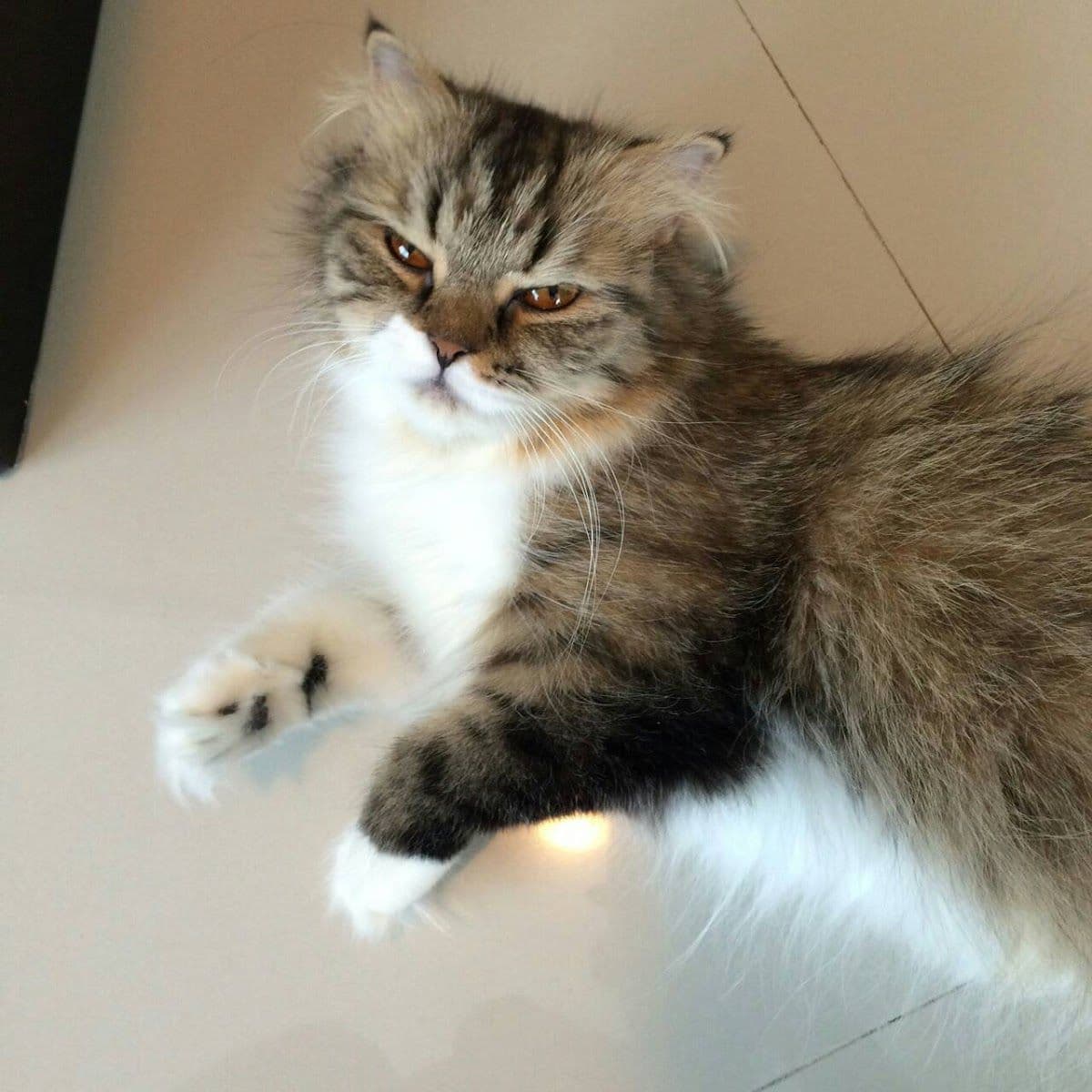 Cat Station gallery 4
