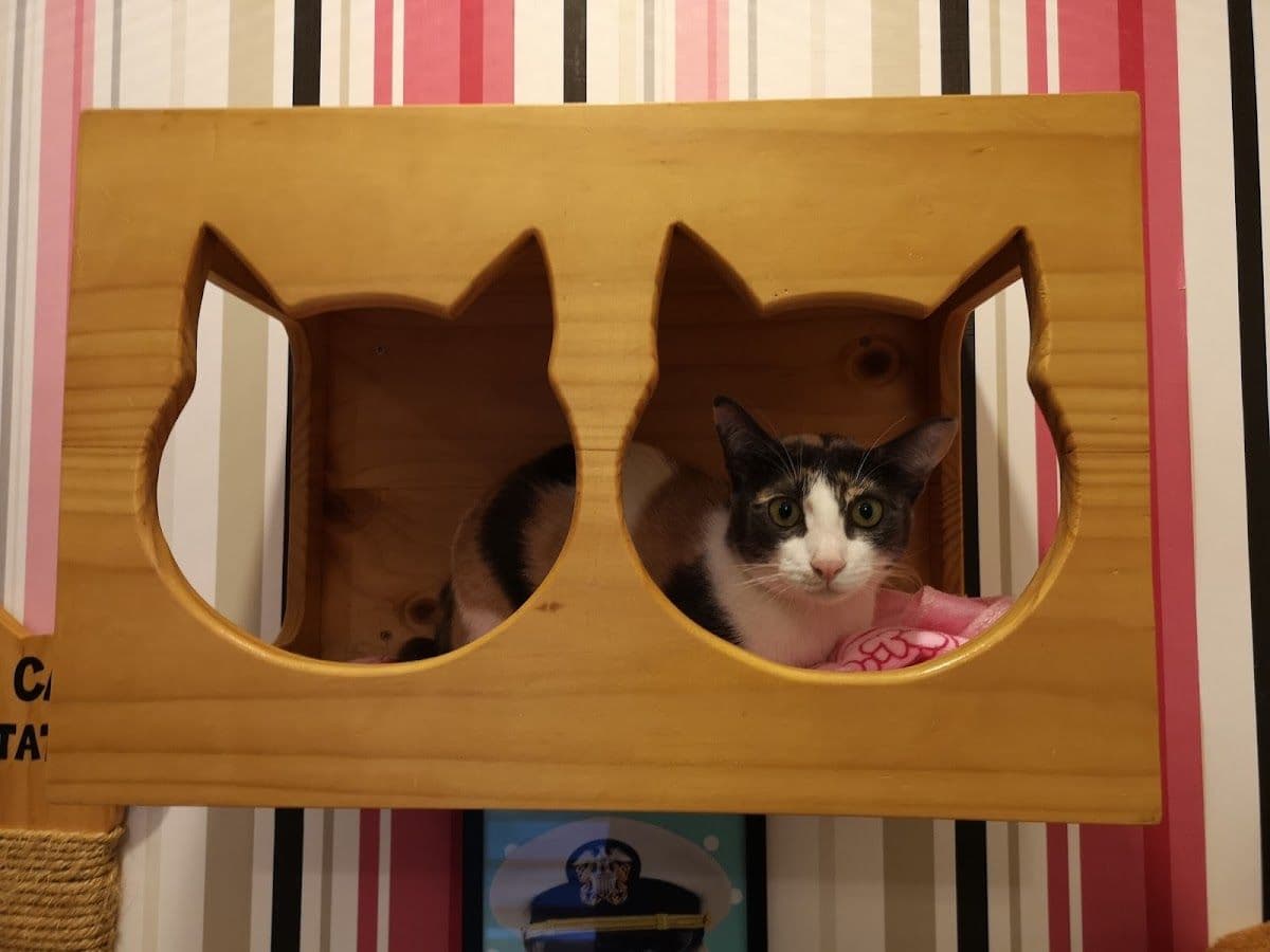Cat Station image 3
