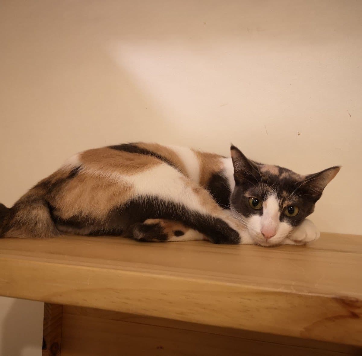 Cat Station gallery 8