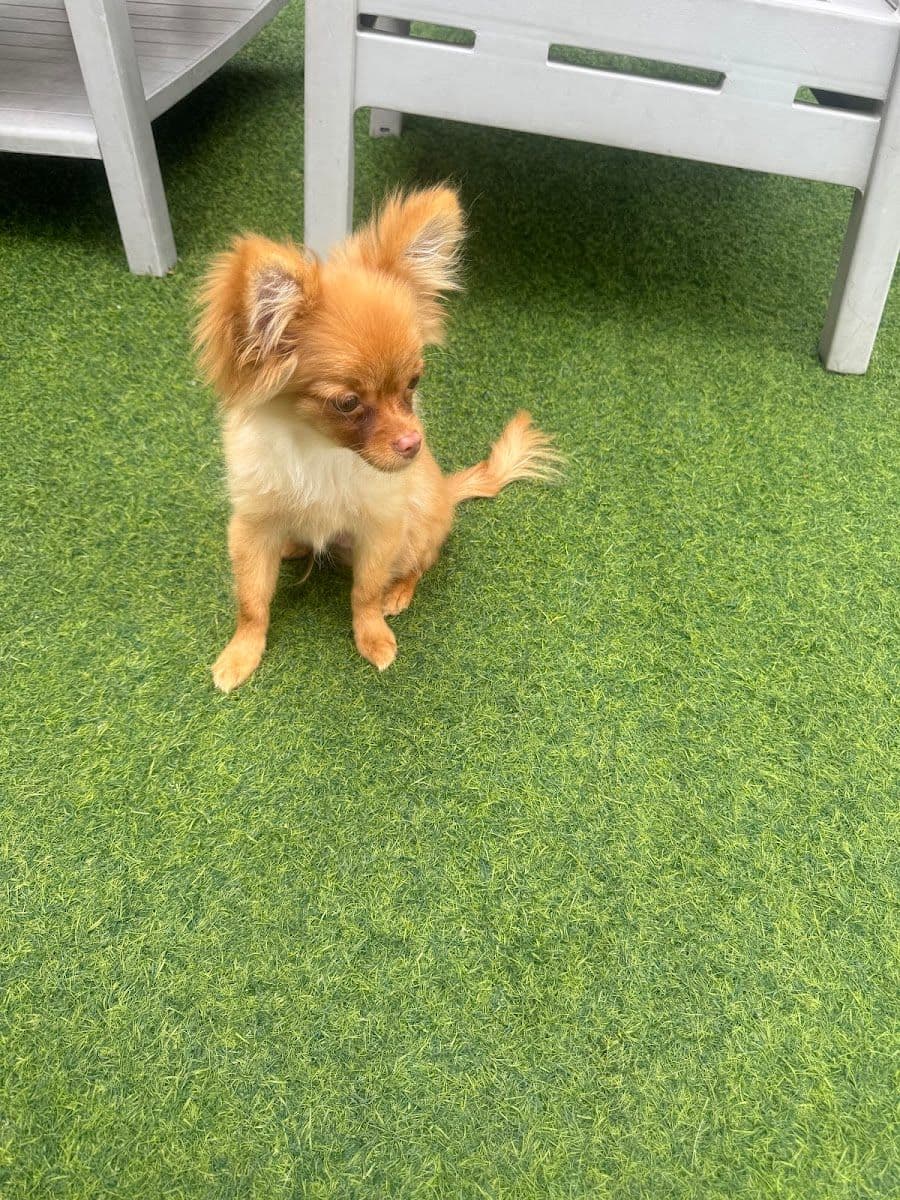 Dog's Paw gallery 8