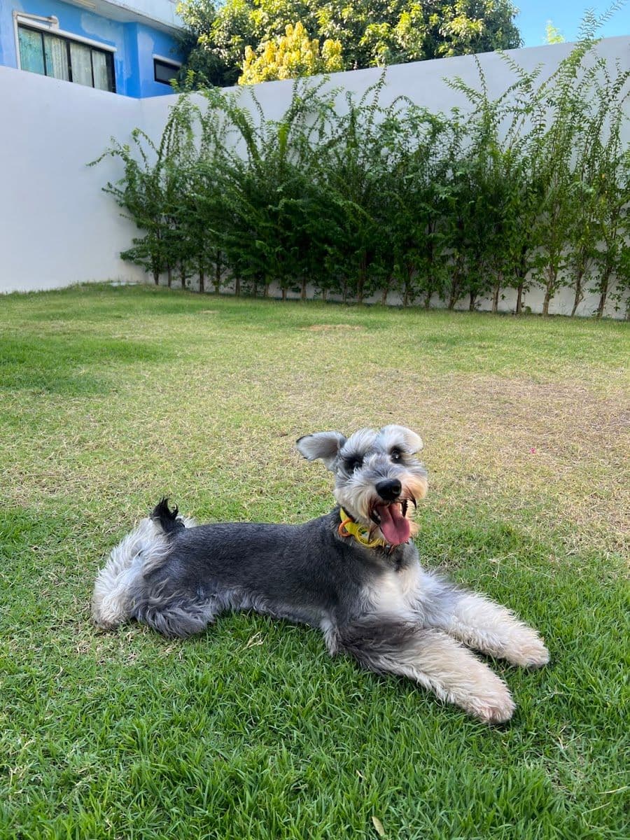 Dog Dude gallery 6