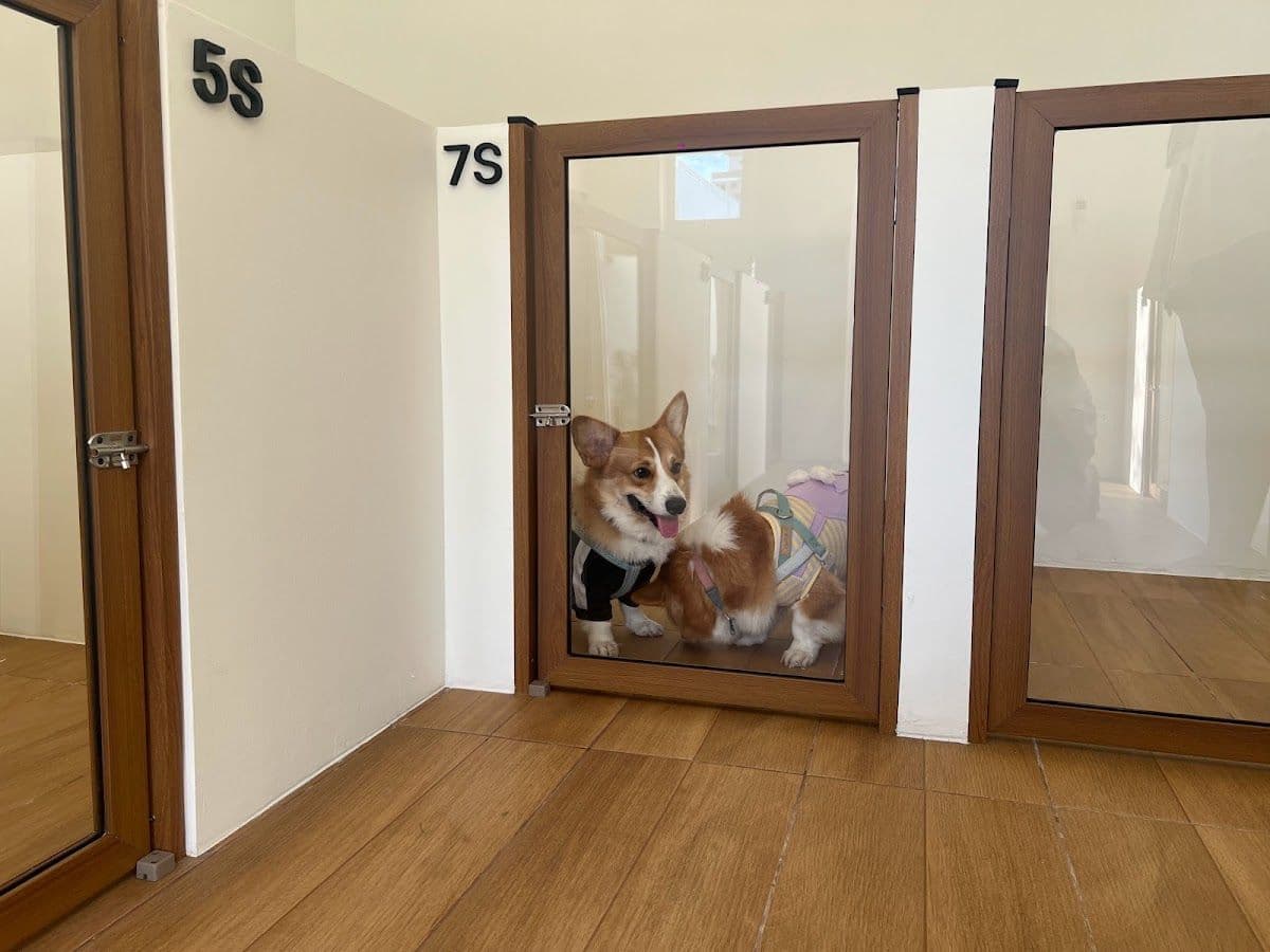 Dog Dude gallery 4
