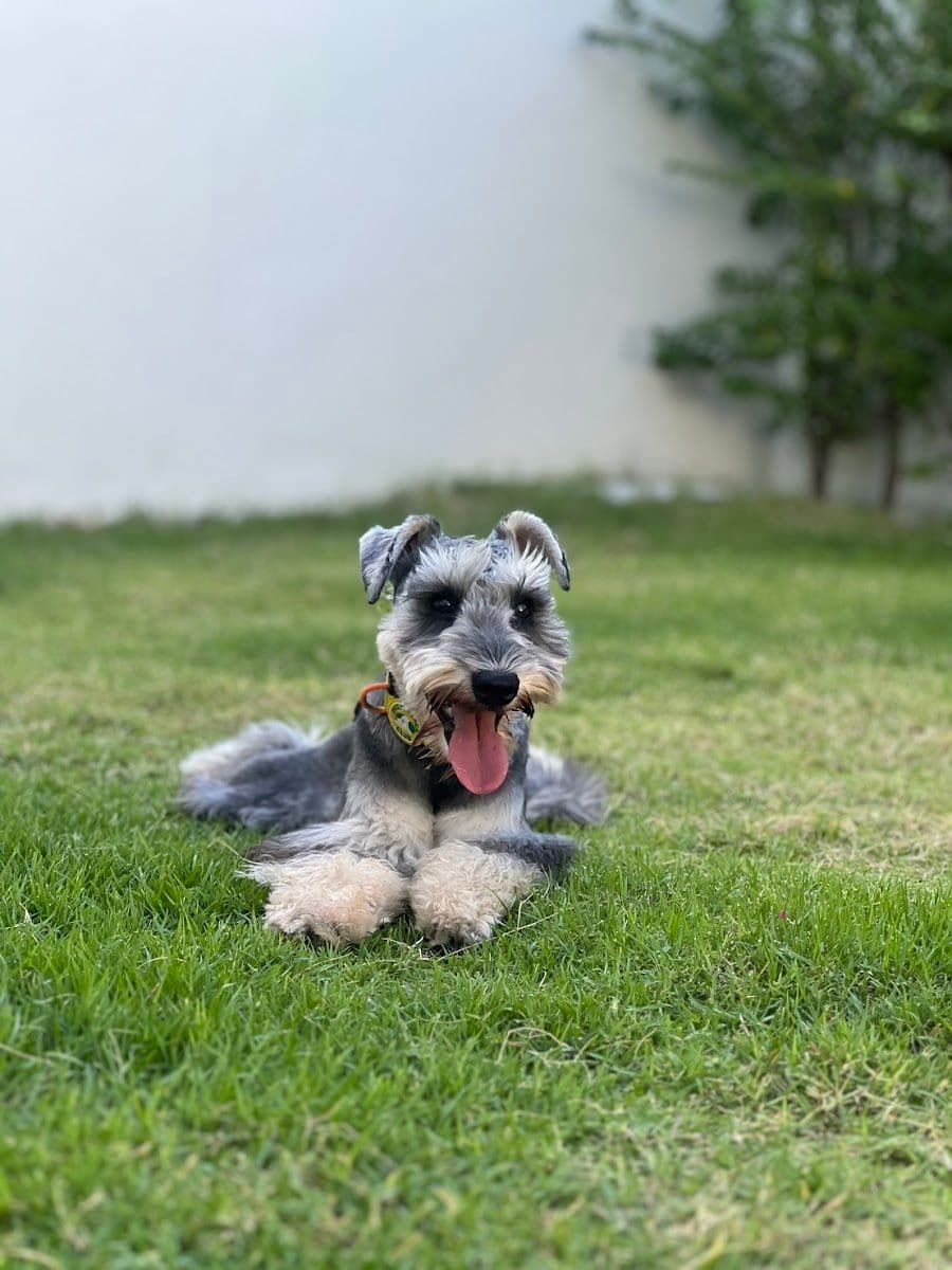 Dog Dude image 2