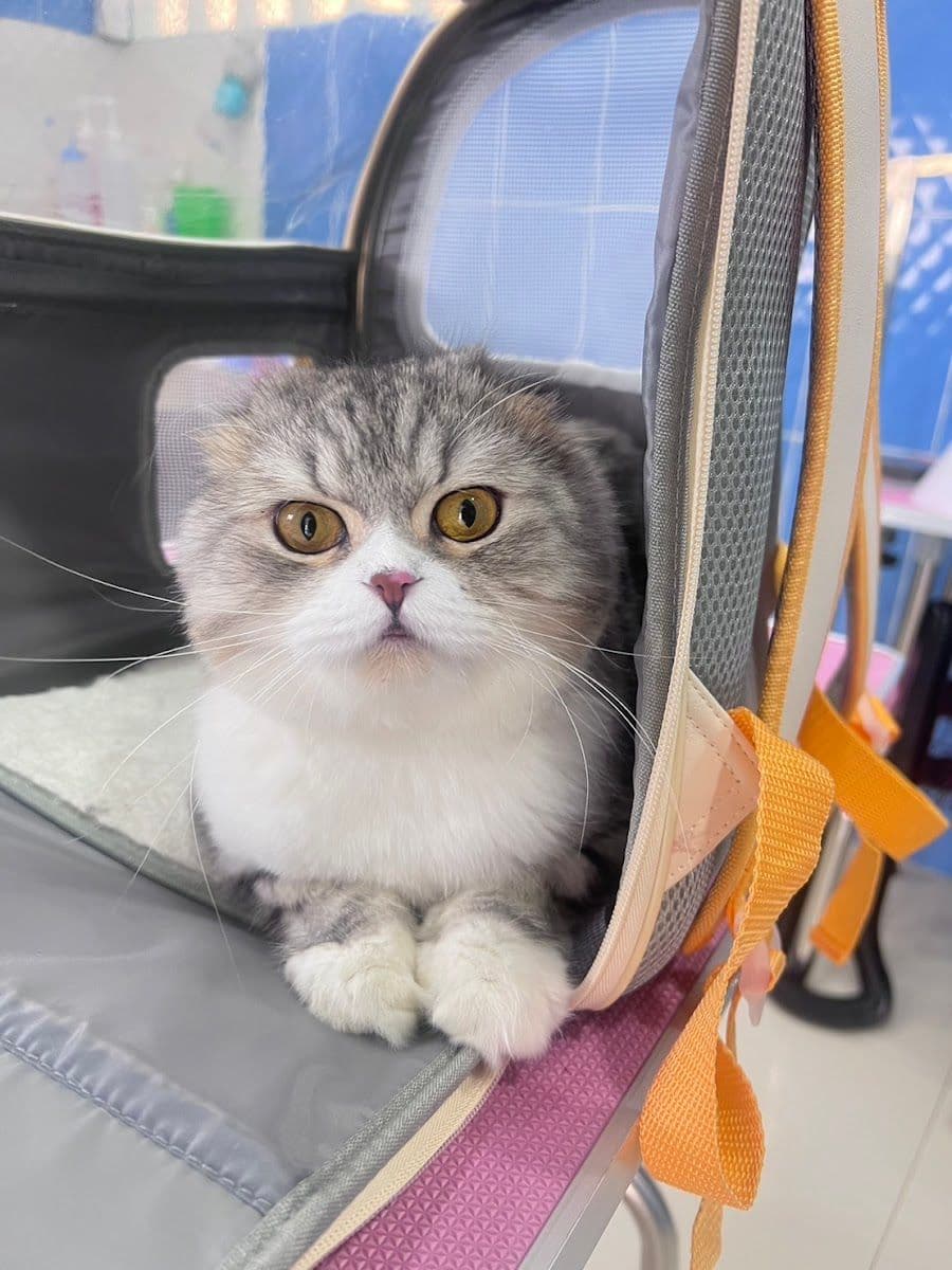 MAKA Petshop & Grooming gallery 4