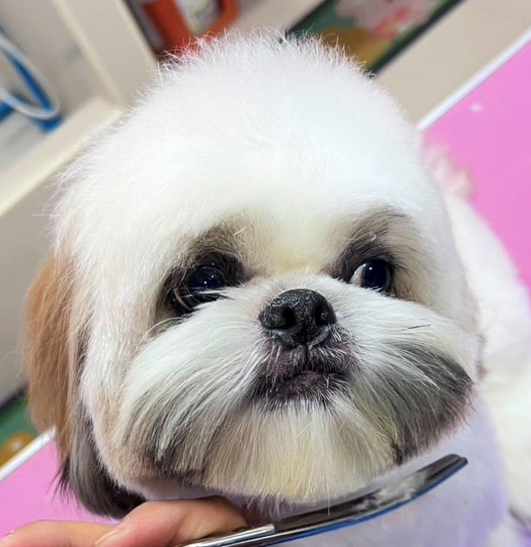 MAKA Petshop & Grooming gallery 8